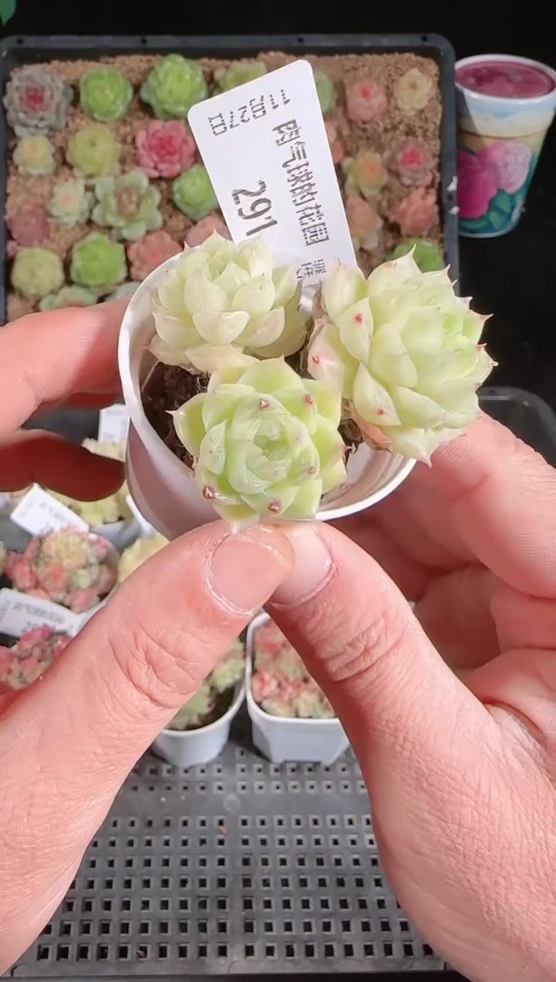 1127-291群生不包整