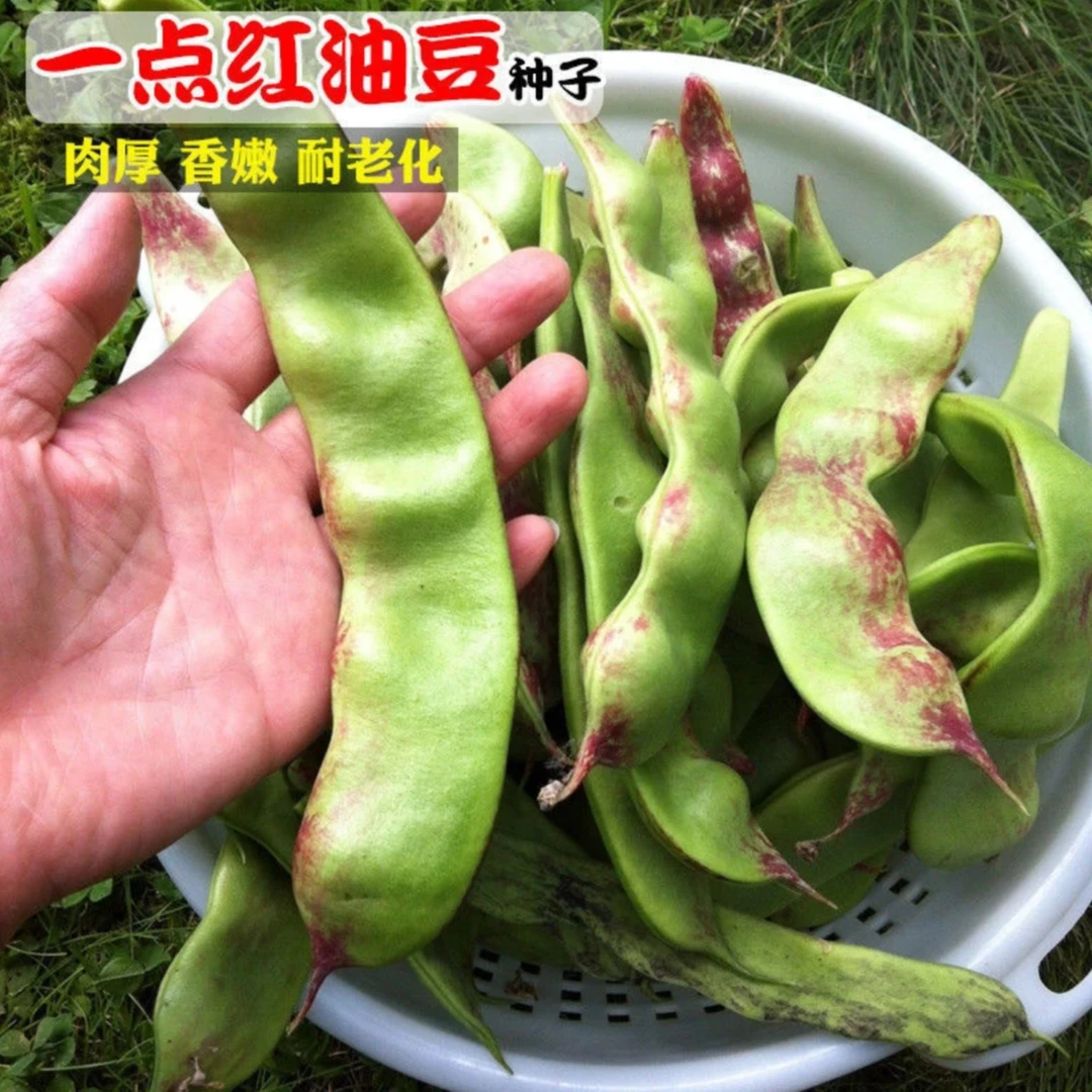 【将军一点红豆角种子】家庭阳台小院盆栽地栽四季种植