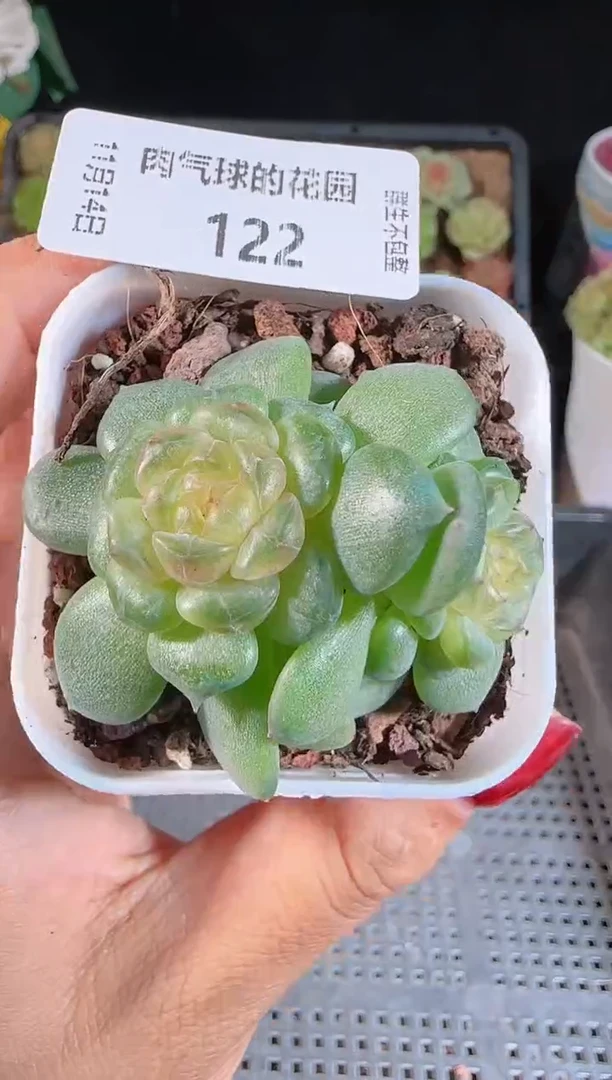 1114-122流莹群生不包整