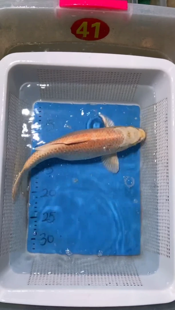 锦鲤锦鲤蝴蝶鲤鱼拍开箱视频包售后