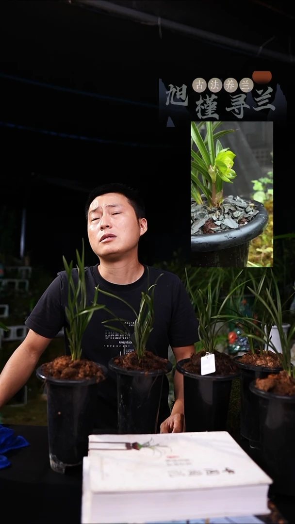 当前无花栽培后可以开花联****洋春兰皇后-绿云（一物一拍）