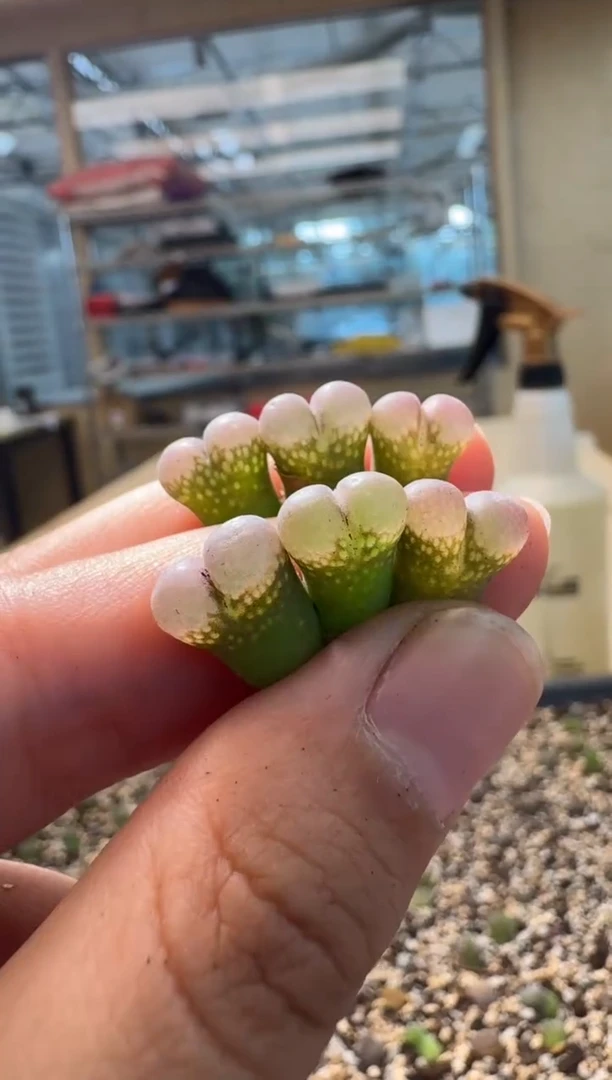 8-169多肉植物肉锥
