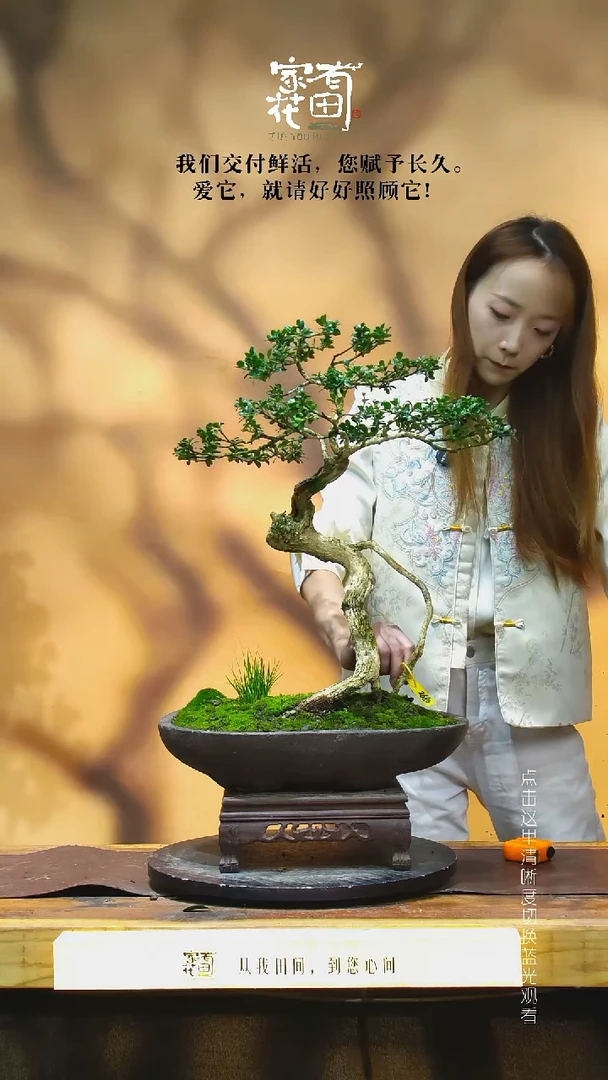 无花朵辰*家有花田-老桩黄杨