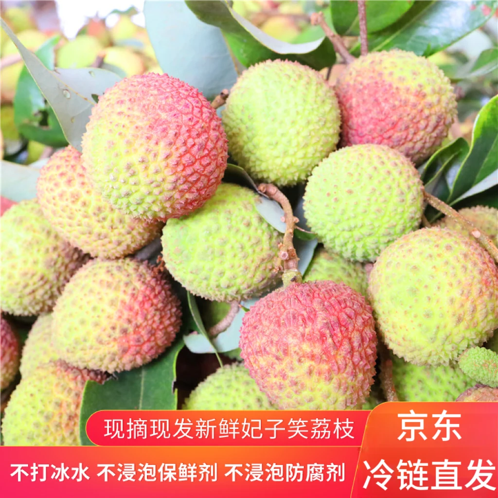 【广东地区下单】茂名妃子笑荔枝新鲜头茬现摘现发核小肉厚香甜3/5/10斤荔枝同城送广东省