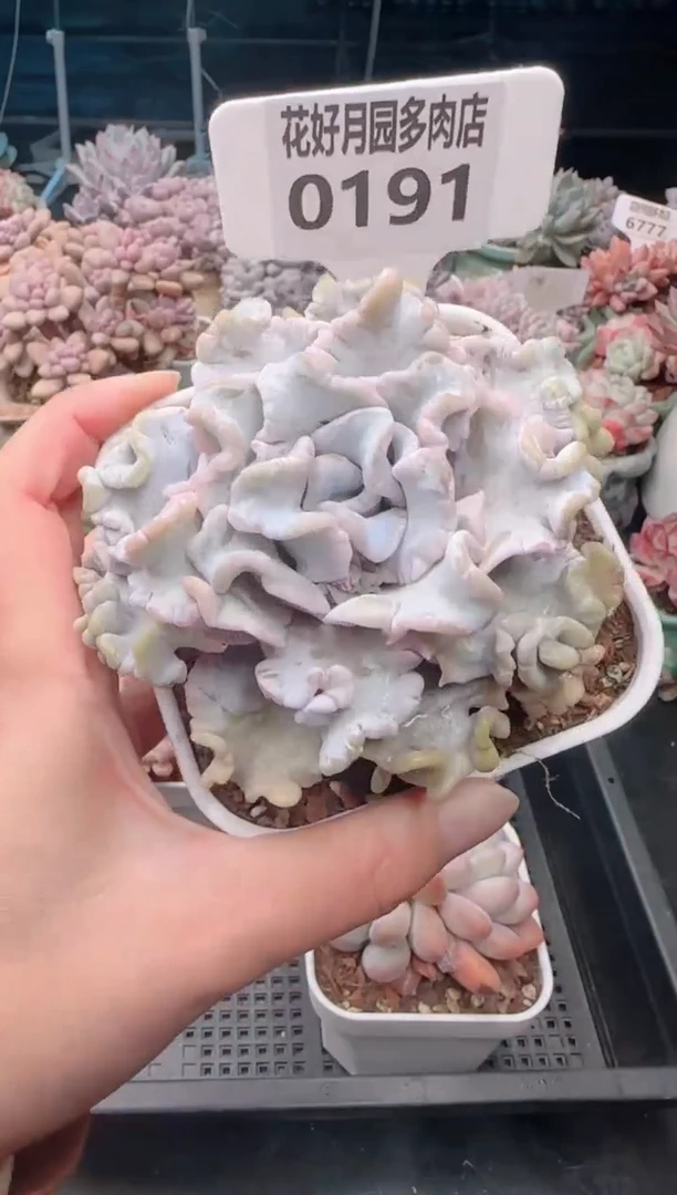 【闪购商品】0191.