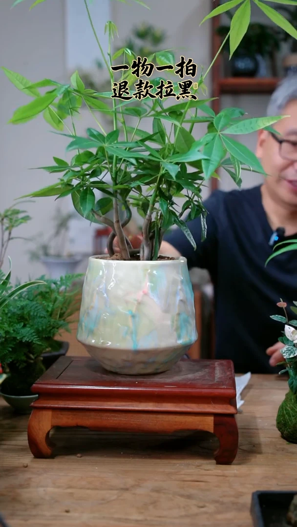 完全开放番**茄发财树911
