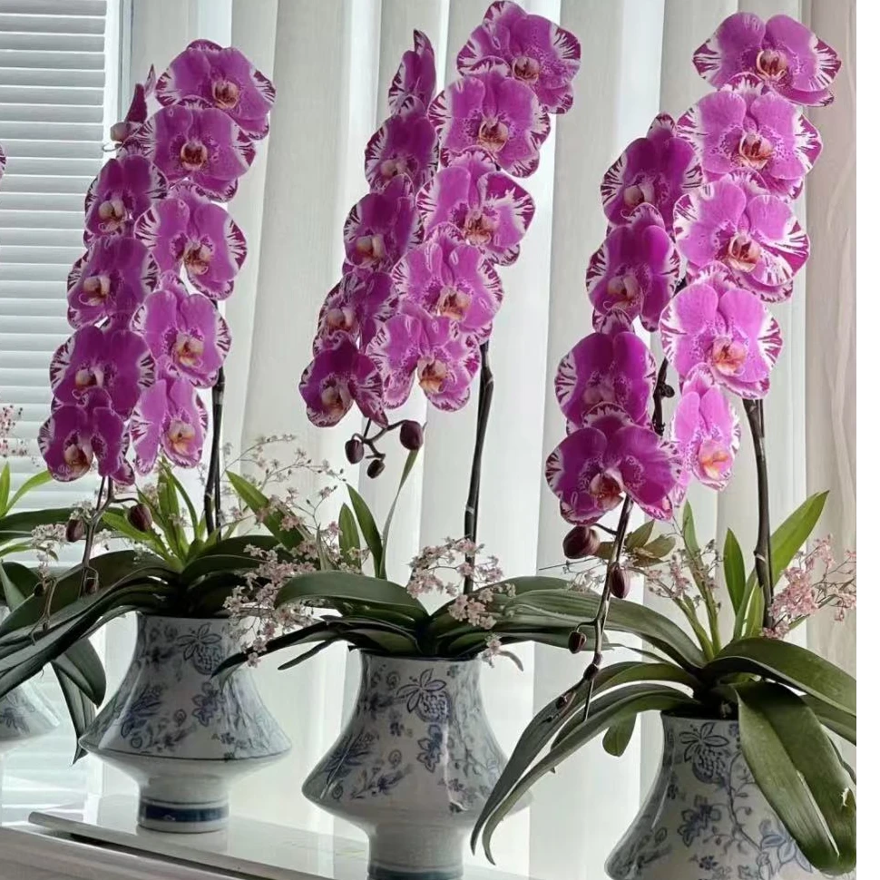 【藏宝图】蝴蝶兰（3.5寸杯）老齐家基地直发蝴蝶兰盆栽