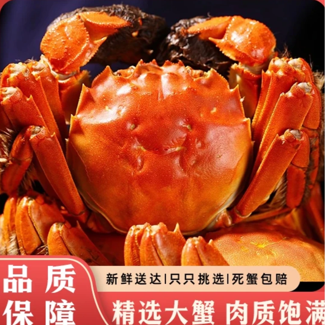 【活蟹现发】精品大闸蟹 公6-5.7两母5.0-4.7两对半到手6/8/10只
