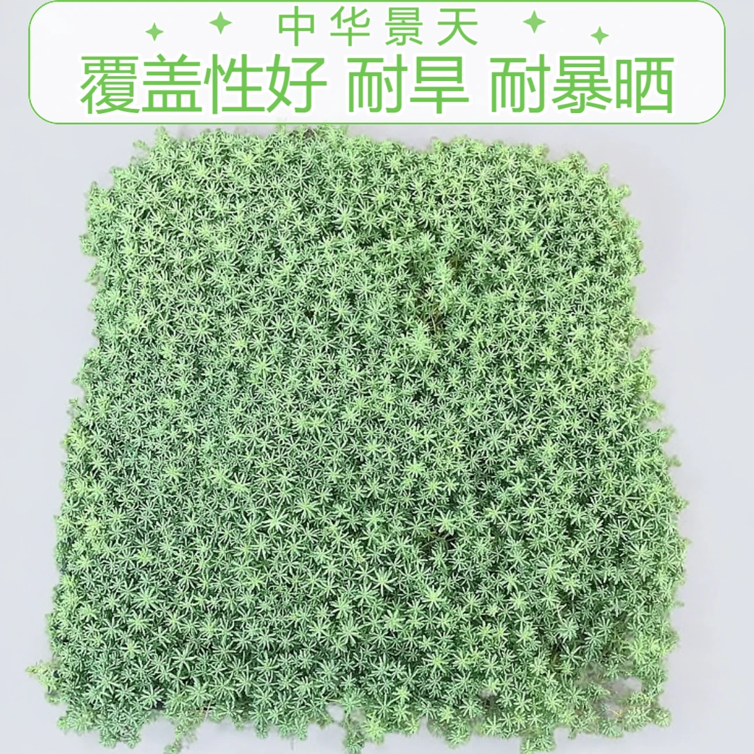 中华景天薄雪万年草黄金佛甲草花镜地被耐寒四季常青屋顶隔热植物