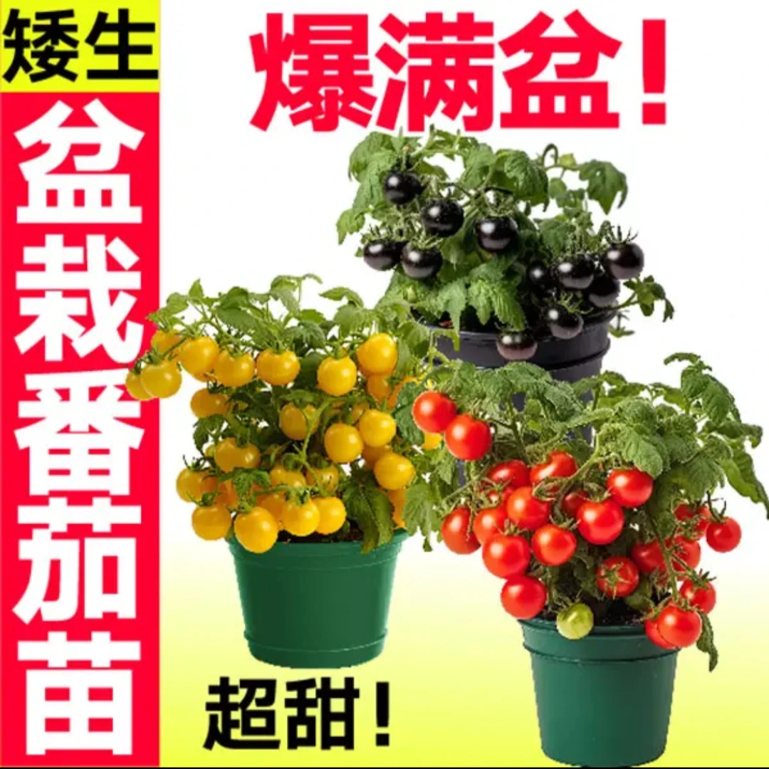 【矮生番茄苗】盆栽矮生番茄苗地栽秧苗红黄黑基地直发带土球发货
