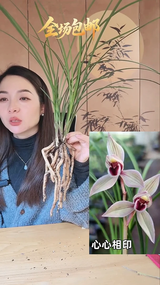 当前无花栽培后可以开花：心心相印