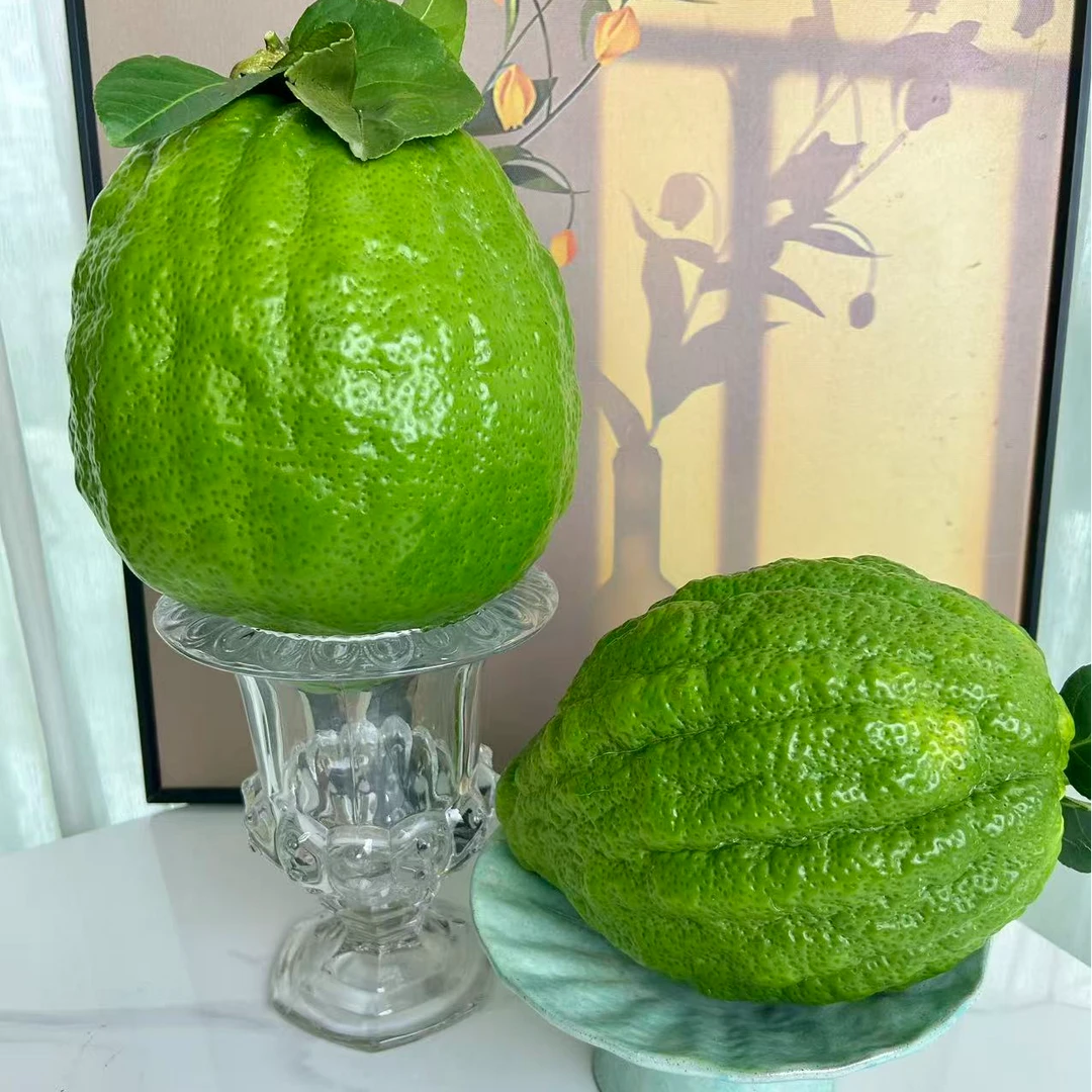 云南香橼果新鲜摆件清供摆盘香橼果--陈绿水果天然枸橼子客厅