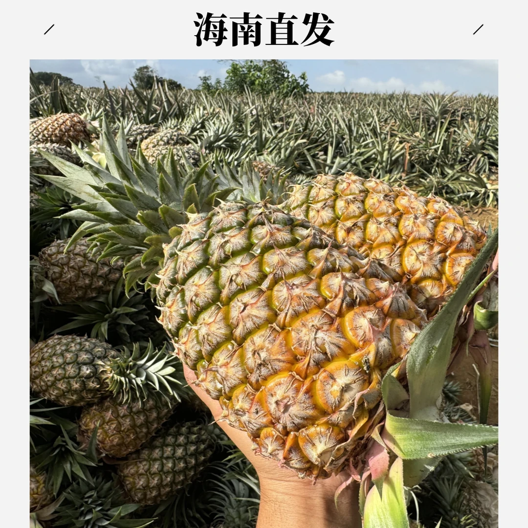 【顺丰陆运】海南金钻凤梨17号台农甜蜜蜜手撕新鲜水果应季当季水果