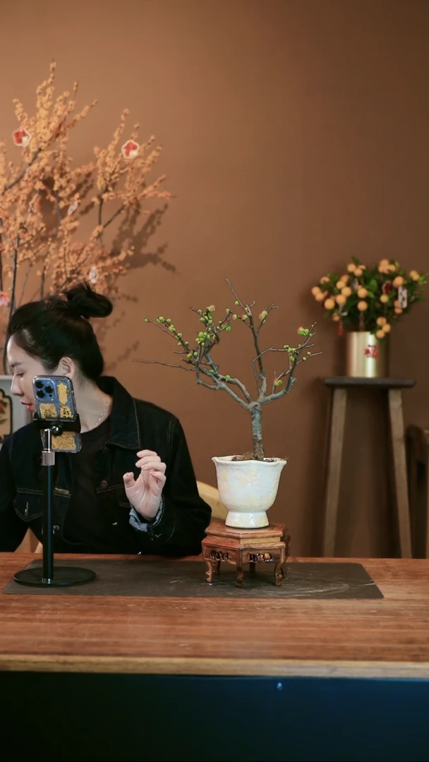 【闪购商品】盆景海棠花