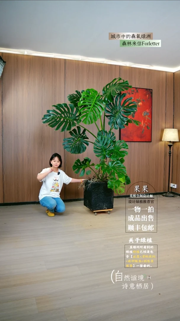 不开花植物A****米巨型老桩龟背竹成品一整套