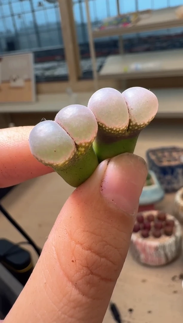 搁*多肉植物肉锥16-215