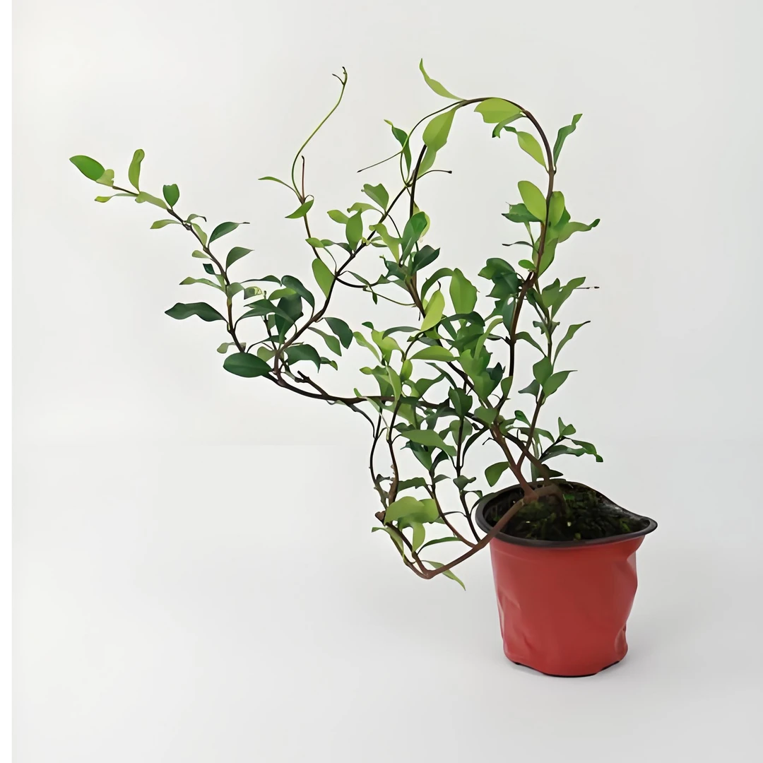 盆栽爆款网红风车茉莉爬藤花墙四季开花满墙香阳台庭院盆栽