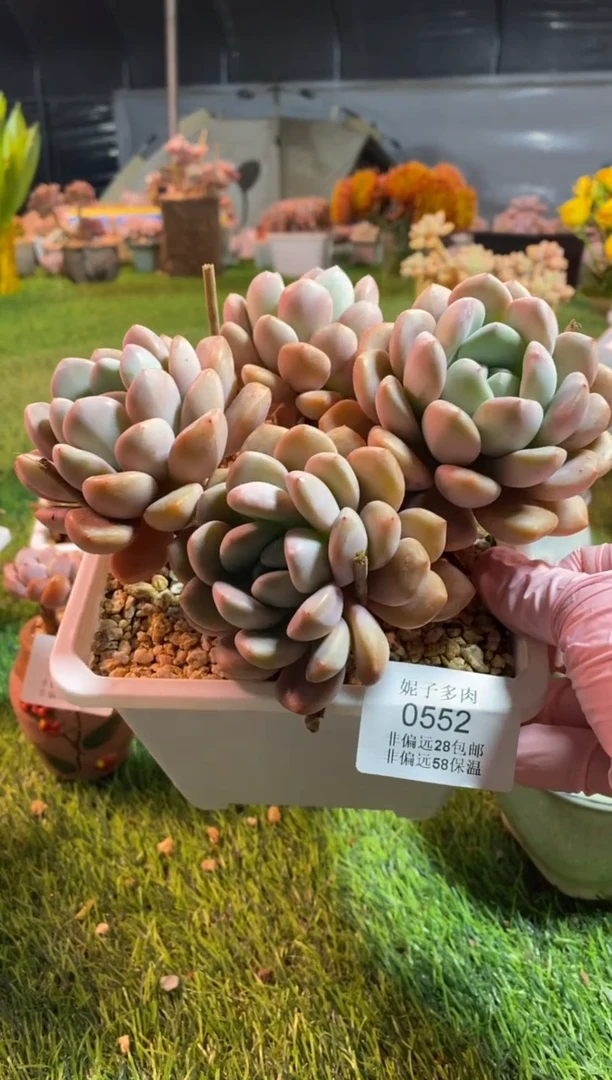 【闪购商品】0552a