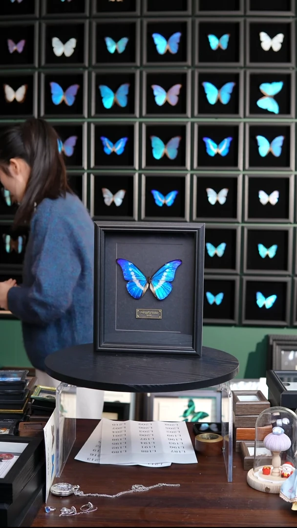 光明女神闪蝶标本