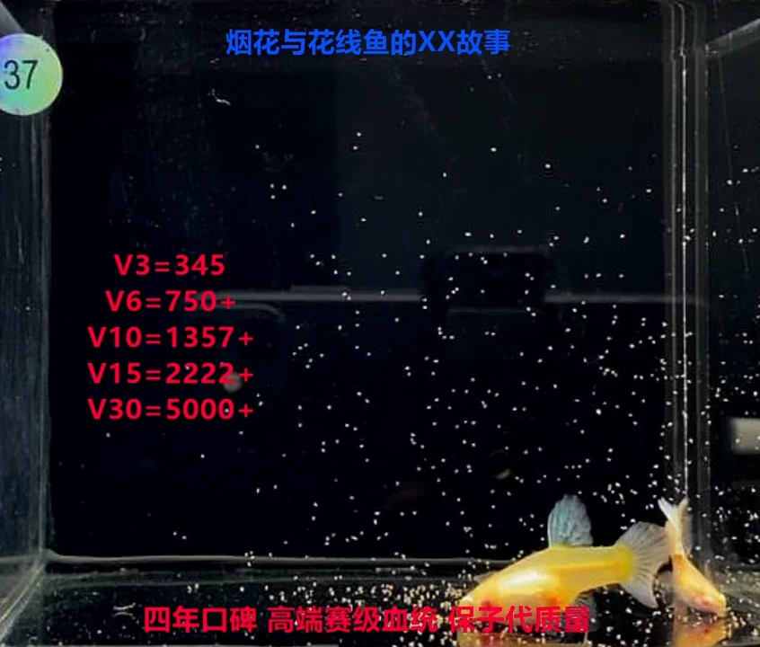 孔雀鱼花线超大背黄蛇白子幼鱼福利2对