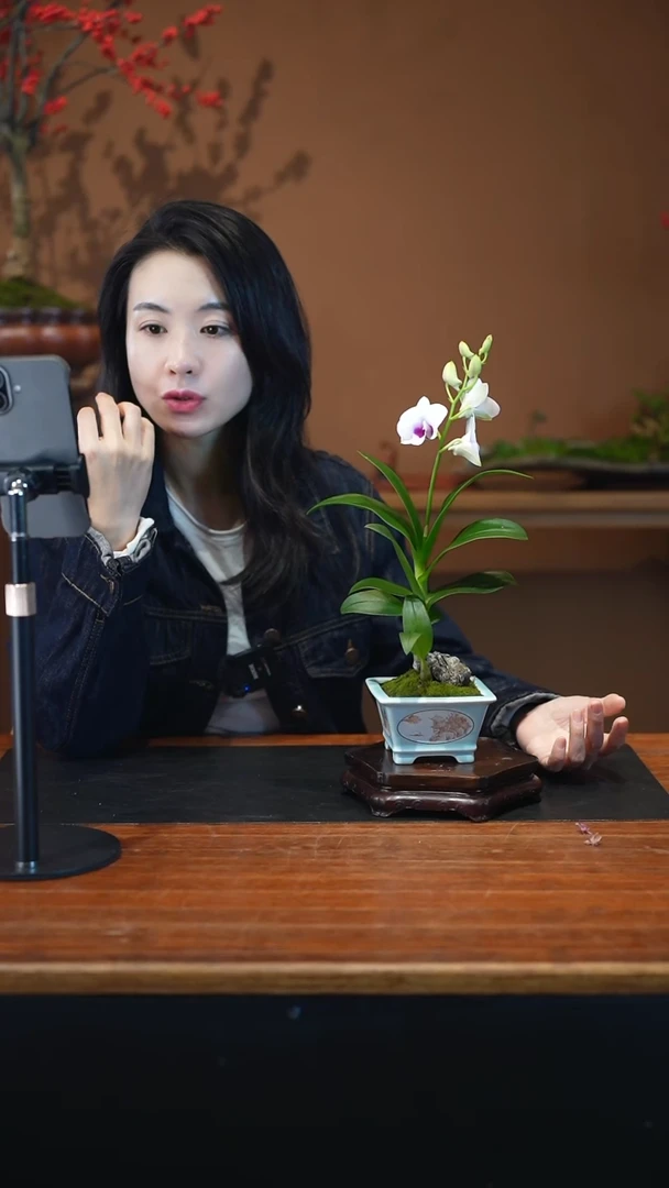 全部花朵石斛兰盆景盆景盆景