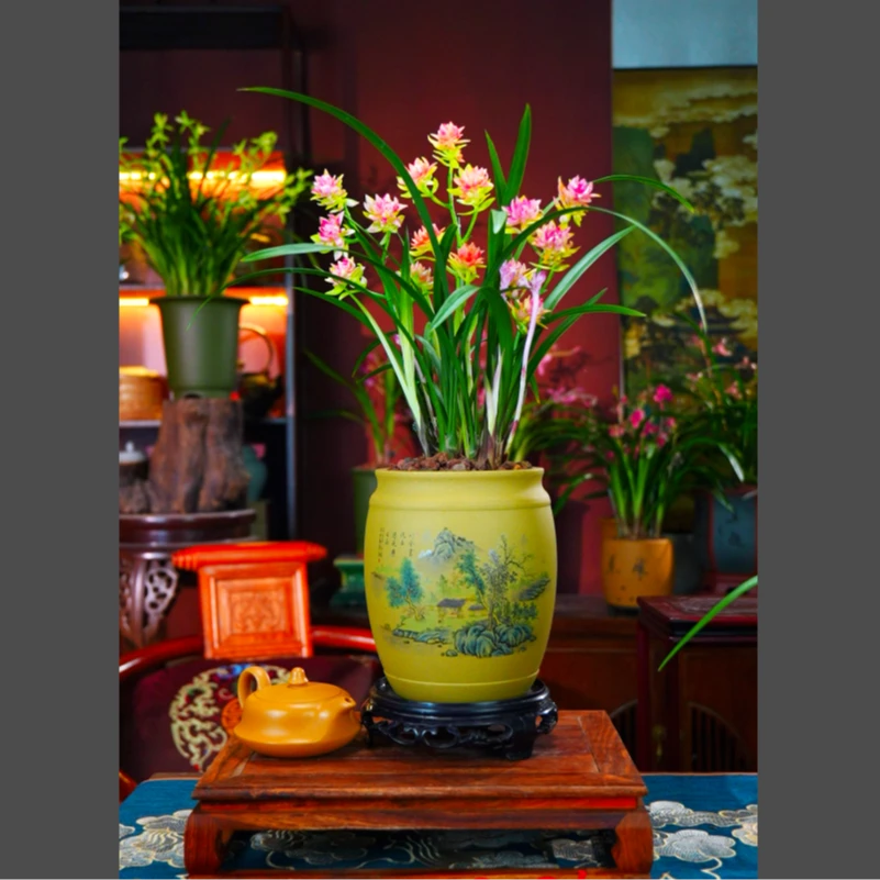 建兰浓香奇花【红禅牡丹】正品建兰带多花剑花苞送紫砂盆兰花盆景