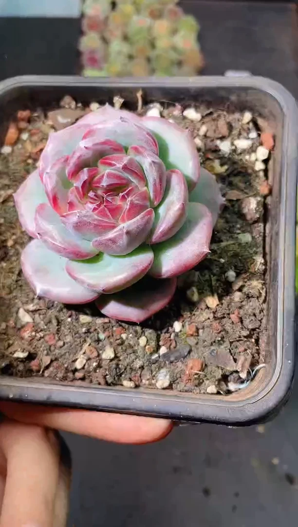 480野格一物一拍