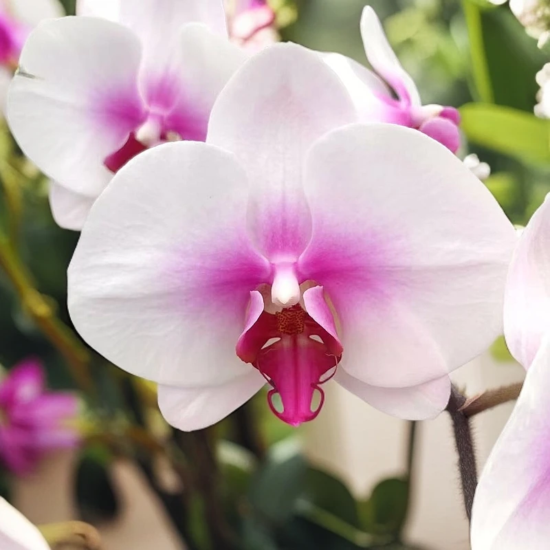 十月里蝴蝶兰【婚纱】带花发货