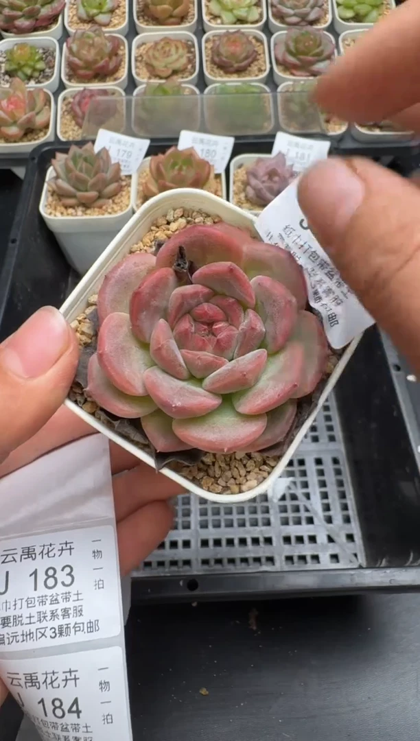 182J云禹多肉植物 带盆土纸巾打包 当天拍3颗包邮