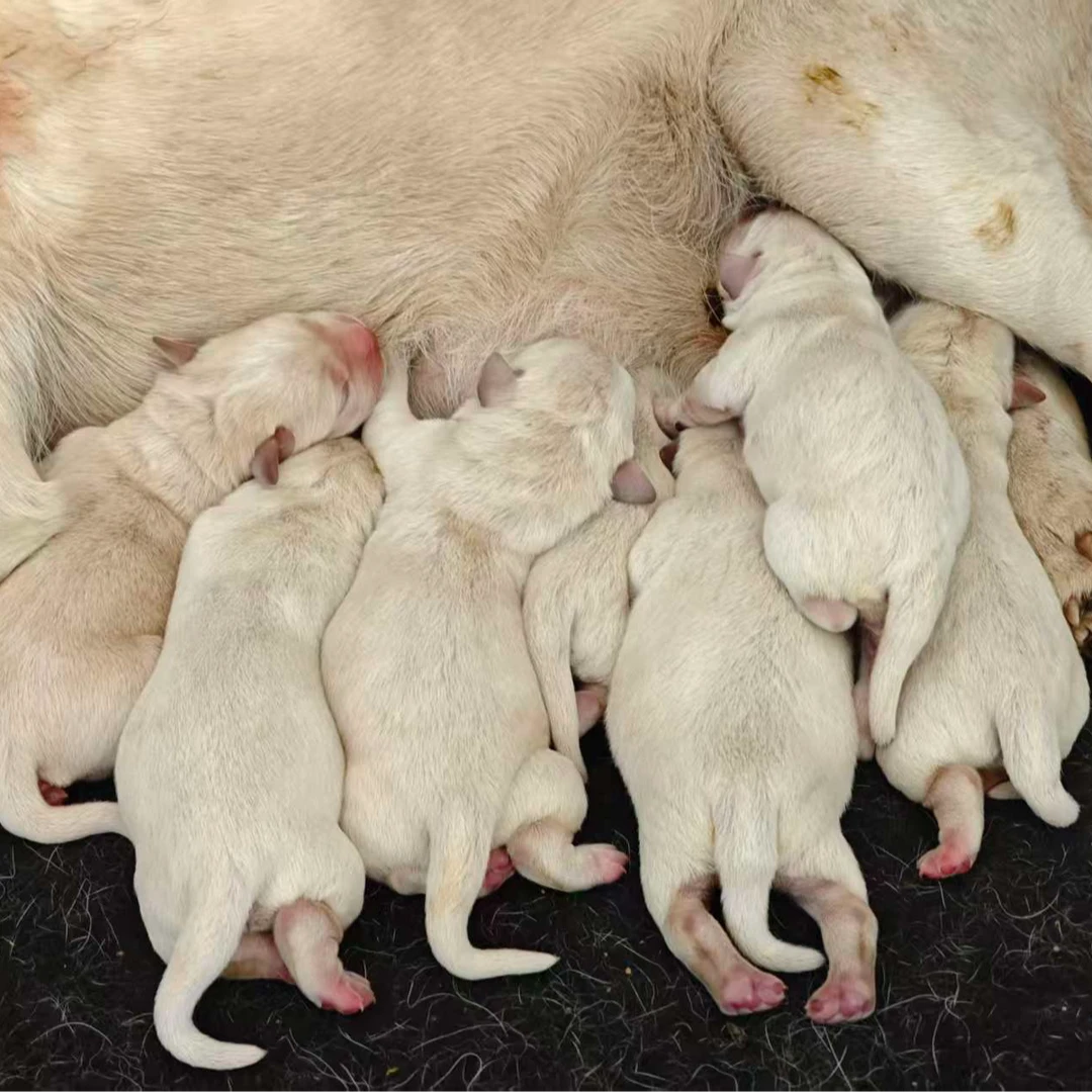 纯种拉布拉多幼犬