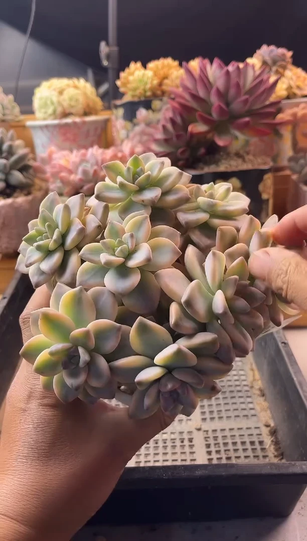 吉***！9.25-32淡雪锦1111111111111