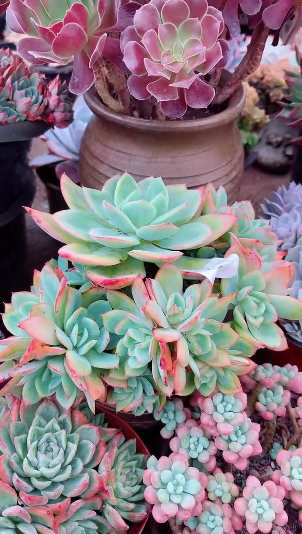 香****）26160多肉植物一物一拍