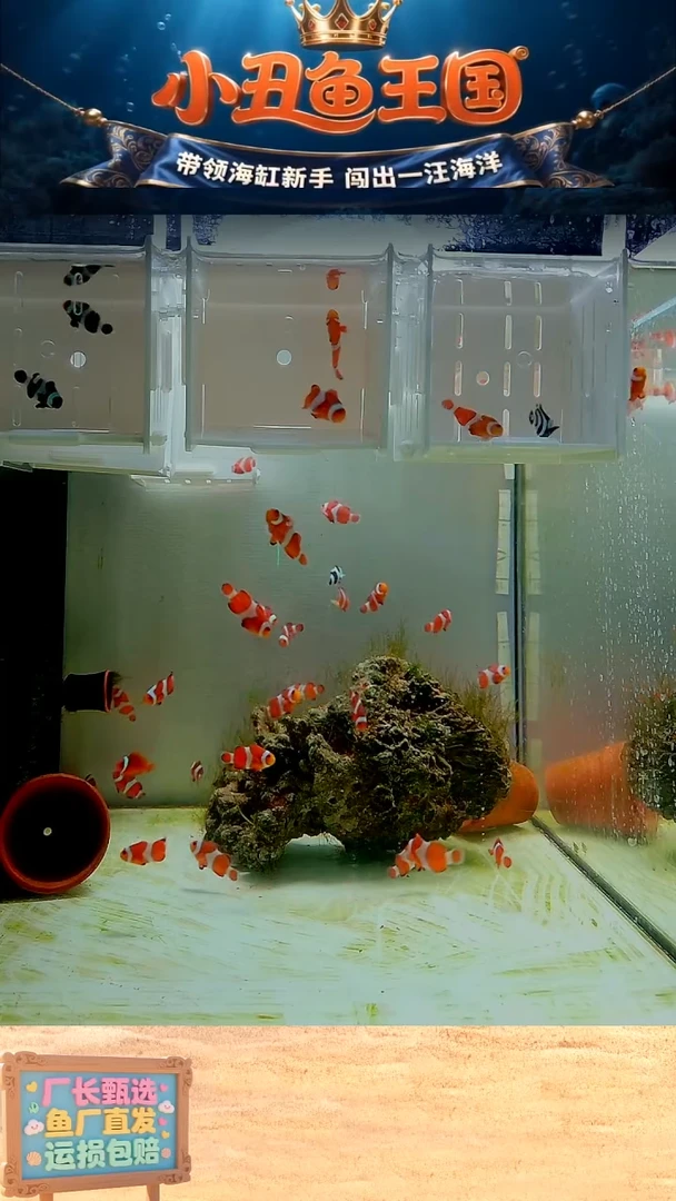 海水鱼3.5-4 一条熊猫  一条公子