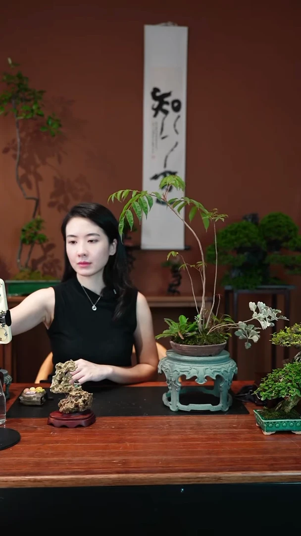 无花朵小槭树盆景盆景盆景