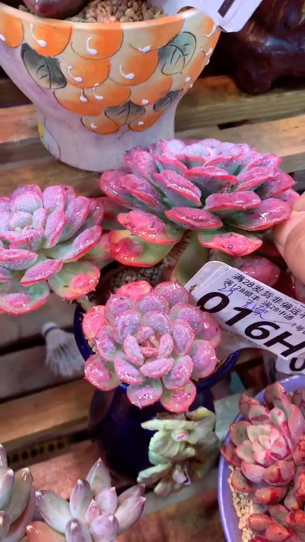 016H 无砍雨滴 （一物一拍，精品多肉.二十八包邮非偏远）