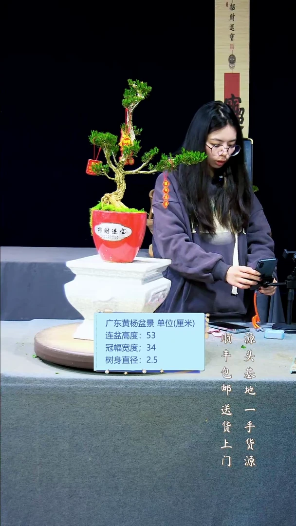 【闪购商品】黄杨盆景黄杨盆景