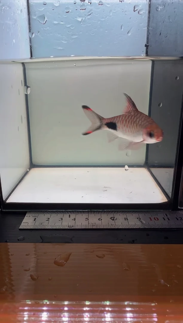 海水鱼红杂紫1111