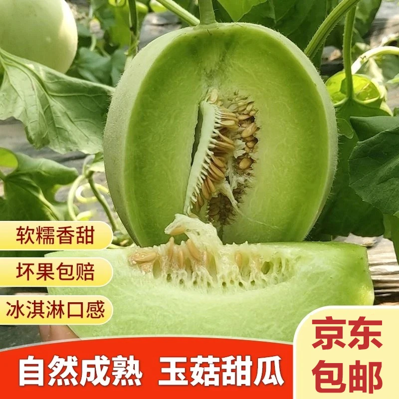 【京东包邮】山东头茬玉菇甜瓜9斤整箱超大水果冰淇淋甜瓜香瓜蜜瓜
