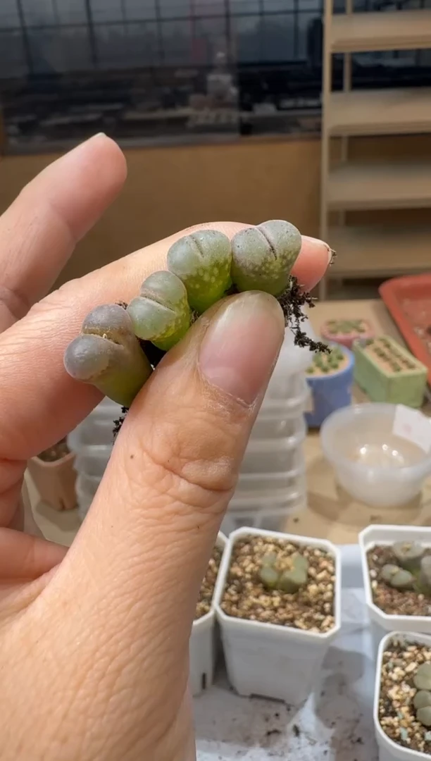 寒**雨14-425多肉植物肉锥