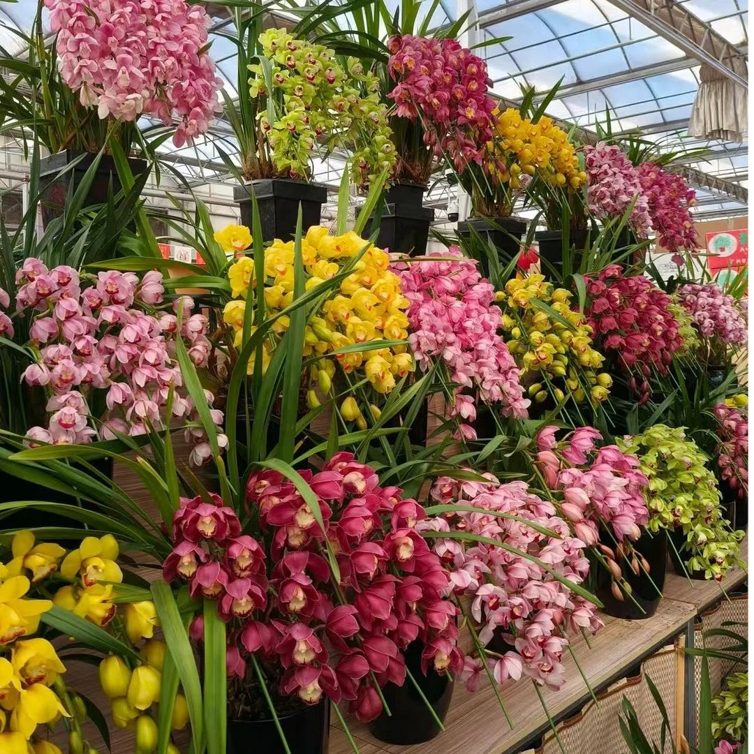 【阿卷哥专属】大花蕙兰盆栽 云南鲜花京东包邮