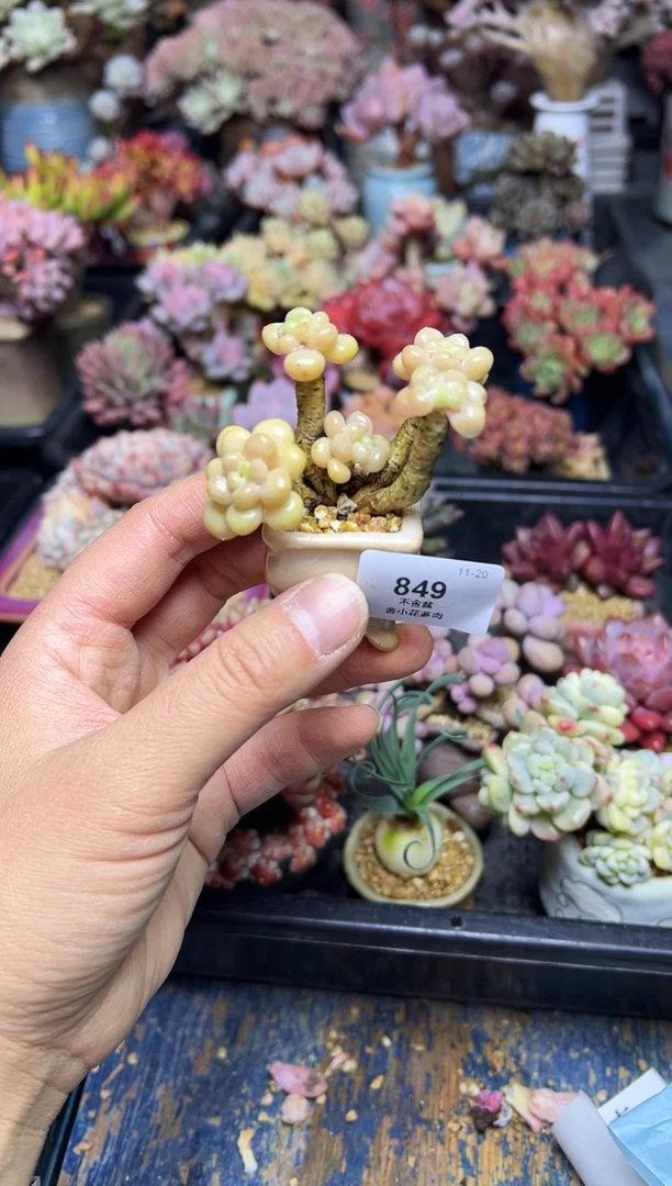 俞*849           不带盆