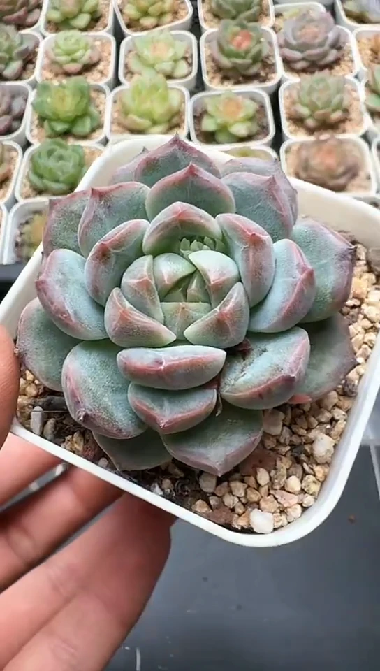 355F云禹多肉植物 默认脱土纸巾打包 3颗包邮