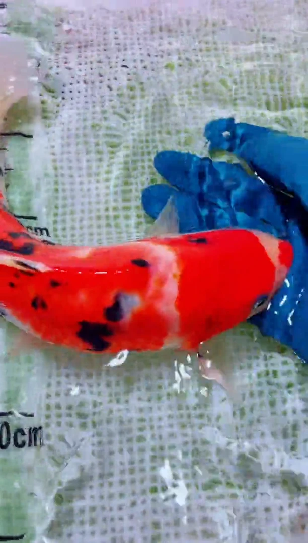 锦鲤血统锦鲤全场包邮79