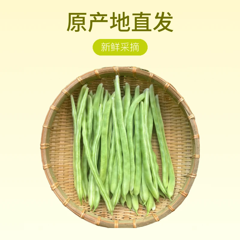 泡沫箱加冰云南四季豆现拍现采无农残原产地直发新鲜采摘小四季豆