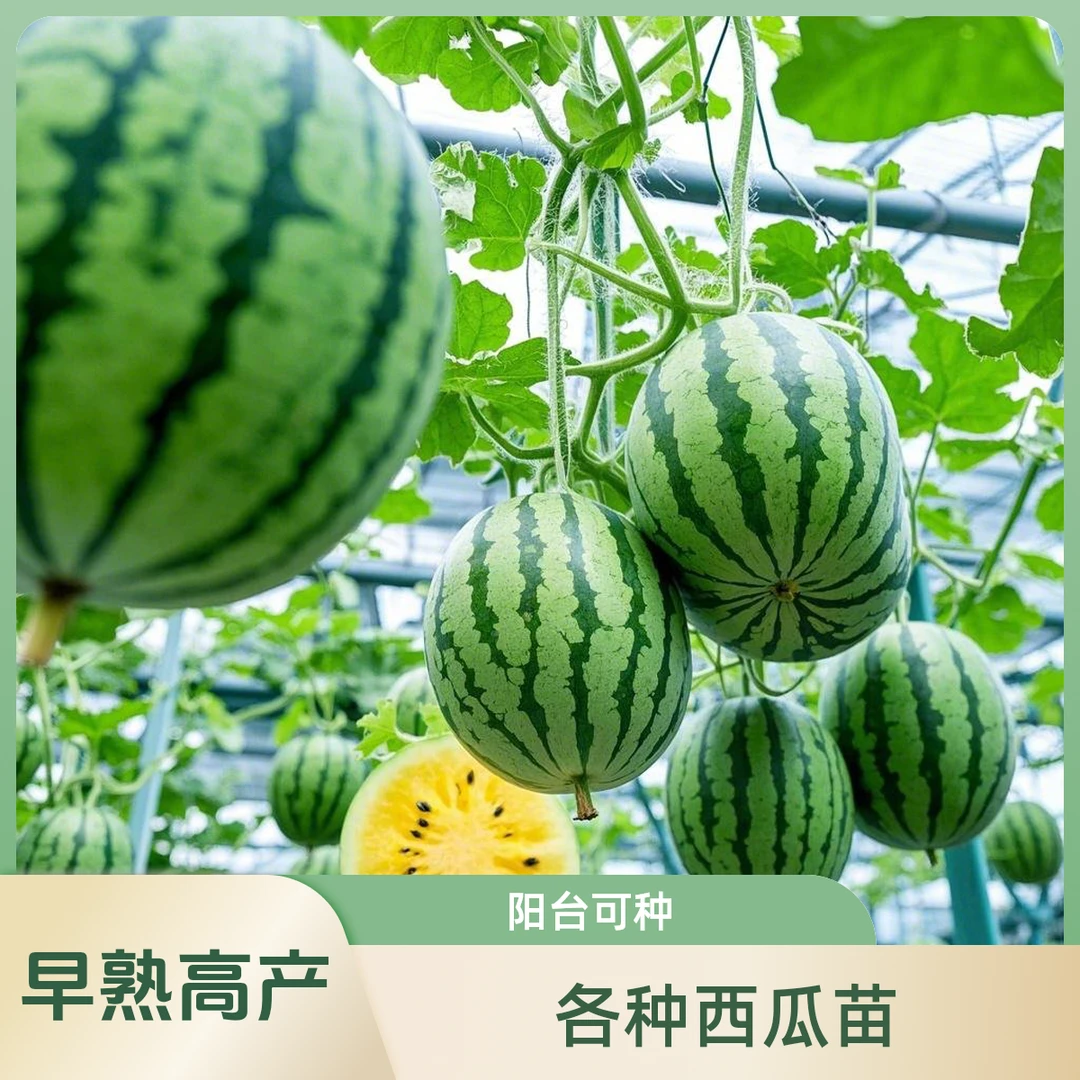 8424麒麟西瓜秧苗美都西瓜种苗露地阳台黄瓤西瓜苗秧苗家庭种植苗