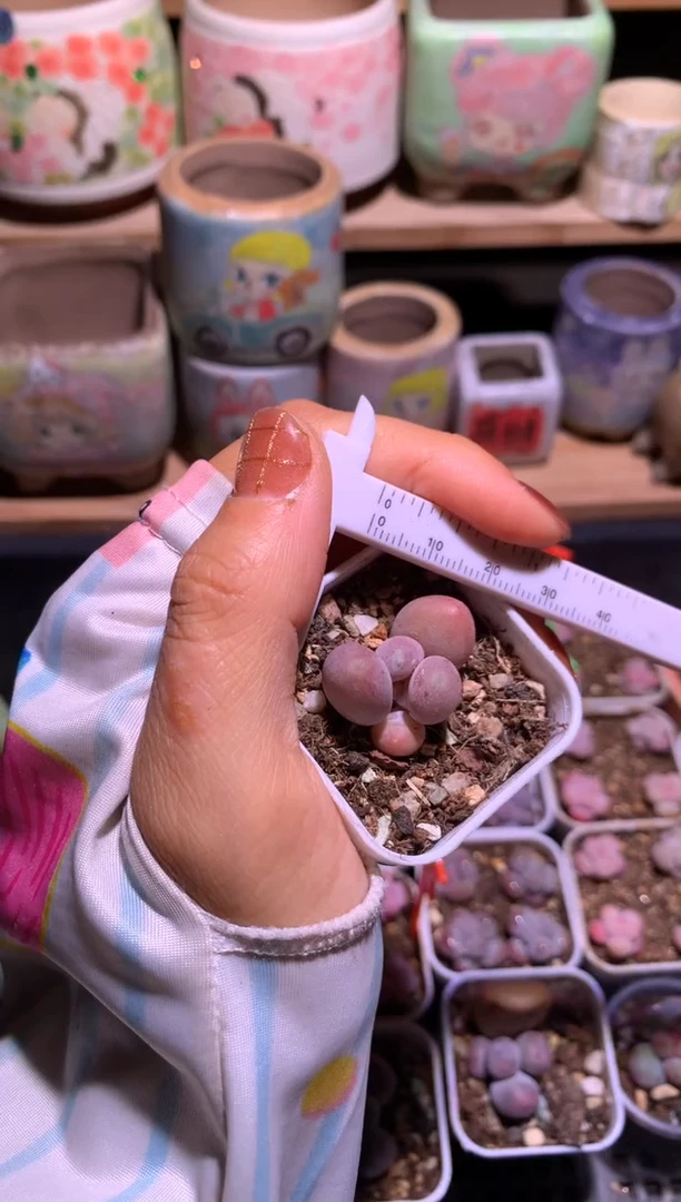 粉甜果奶酪多肉哈哈