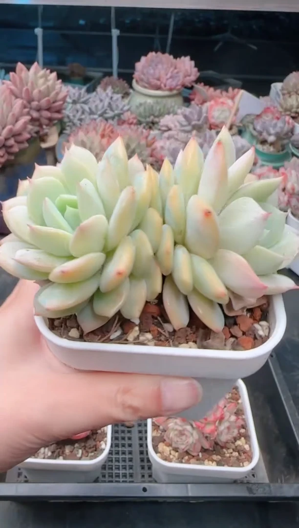 【闪购商品】9131.