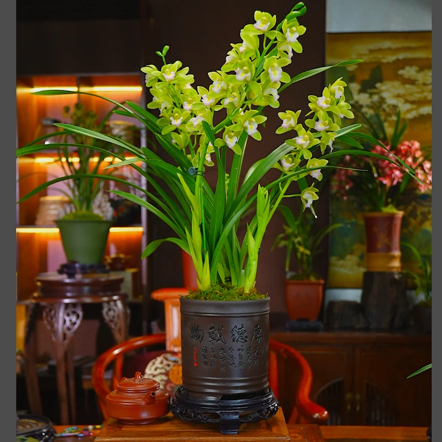 春兰[翡翠香兰] 文雅高端室内好养兰花-2花起带盆种好