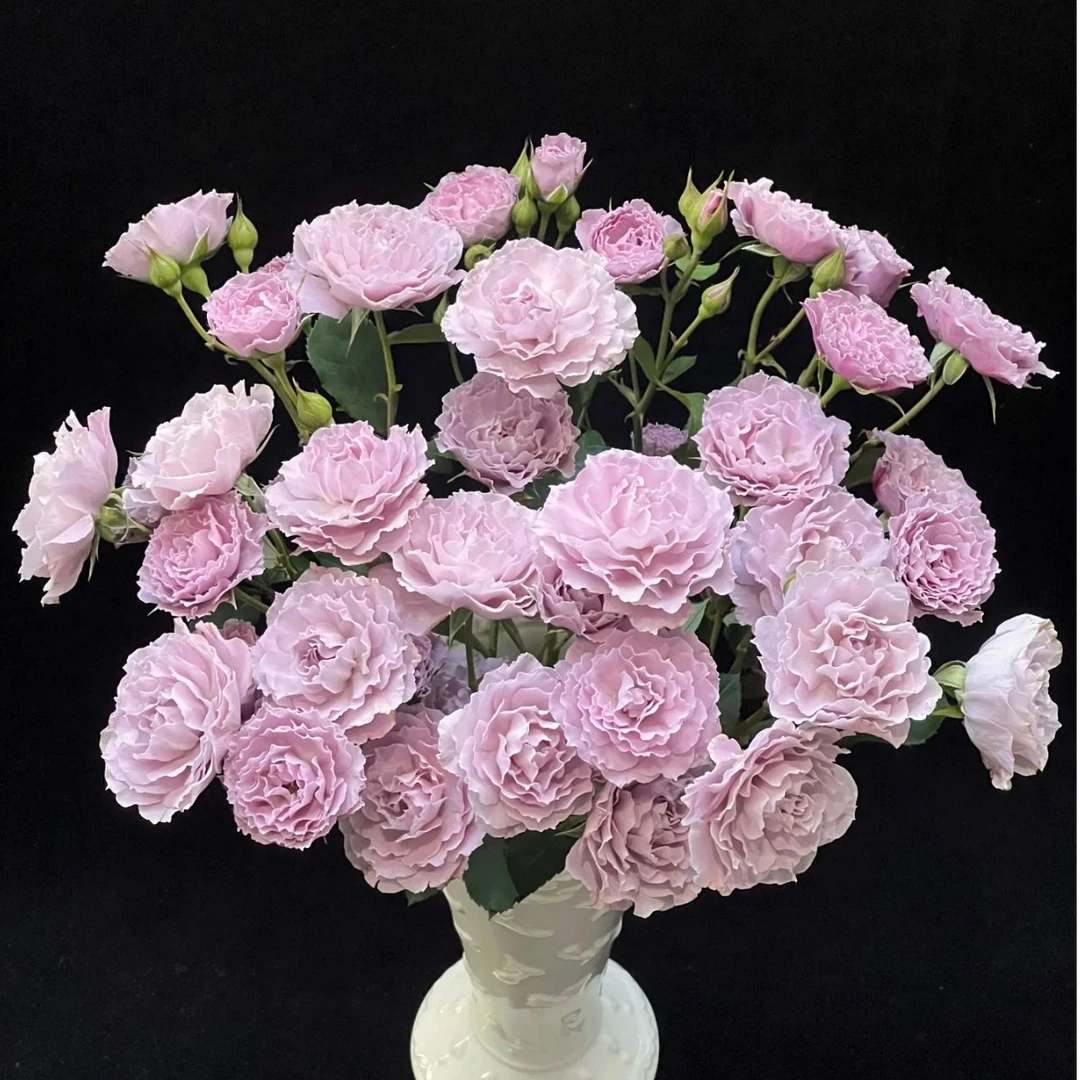 【多头玫瑰】蜻蜓多头玫瑰  任意两单顺丰或者京东包邮