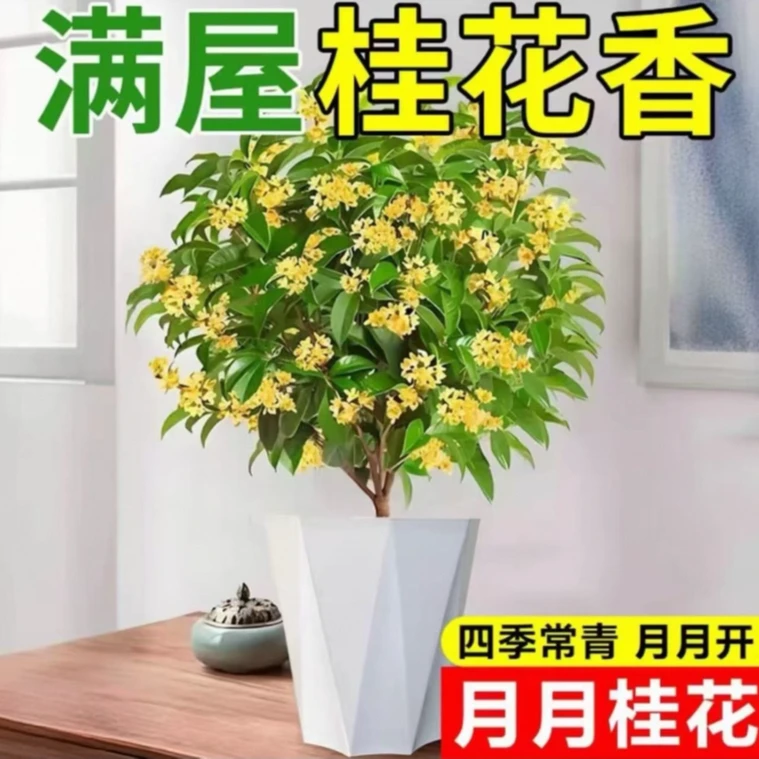 桂花树苗盆栽四季桂浓香型花卉室内外庭院阳台地栽月月开好养植物
